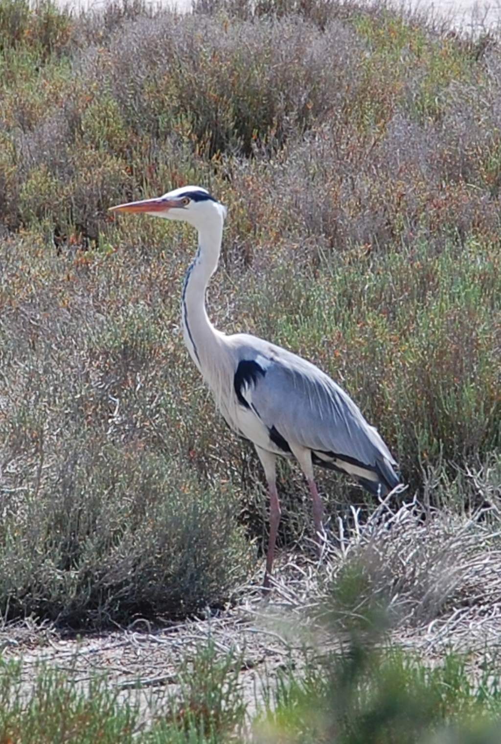 Uccelli della Camargue - 6 - Airone cenerino